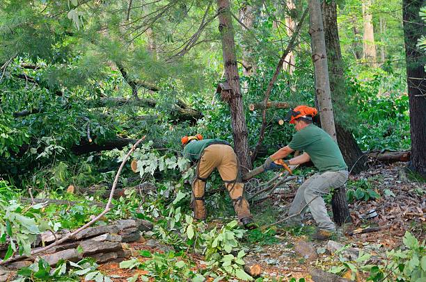 How Our Tree Care Process Works  in  Navesink, NJ